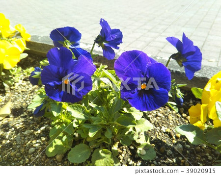Pansy 39020915