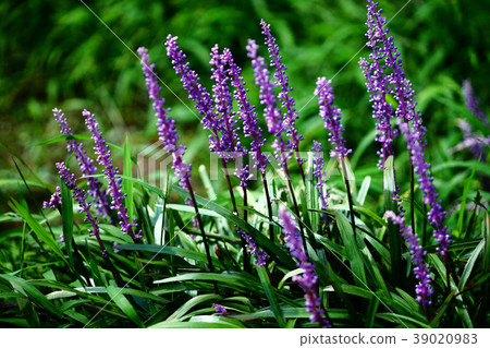 Yaburan Flower Yaburan Flower 39020983