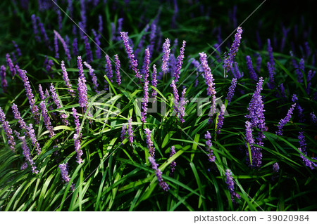 Yaburan花 Yaburan花 39020984