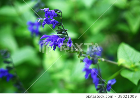 Salvia granitica flower Salvia granitica flower 39021009