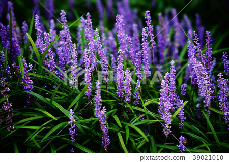 Yebran flowers that are in full bloom 39021010