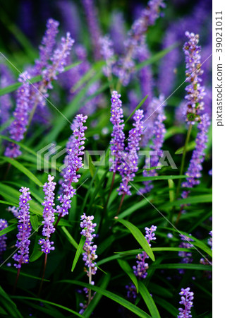 Yebran flowers that are in full bloom 39021011