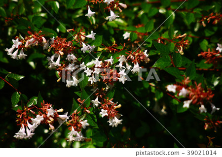 White aberia flower 39021014