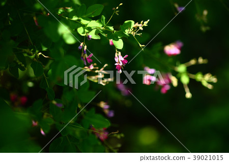 A flower of a yam that blooms in a cloudy day 39021015
