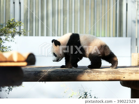 上野動物園大熊貓寶寶香 39022329