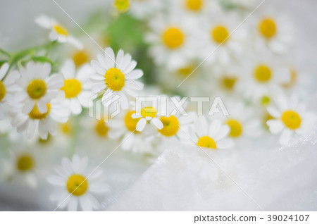 花邊和Matrikaria 花邊和Matrikaria 39024107