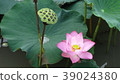 pink lotus flower are blooming 39024380