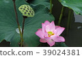 pink lotus flower are blooming 39024381