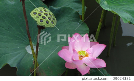 pink lotus flower are blooming pink lotus flower are blooming 39024381