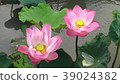 pink lotus flower are blooming 39024382