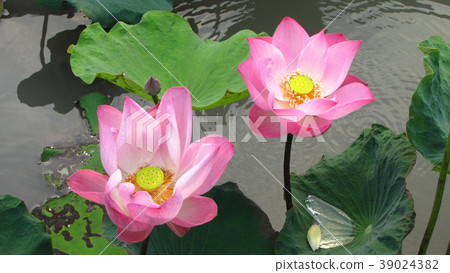 pink lotus flower are blooming pink lotus flower are blooming 39024382