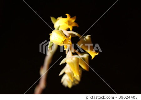 Prerinse花 39024405