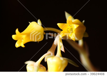 Prerinse flower 39024408