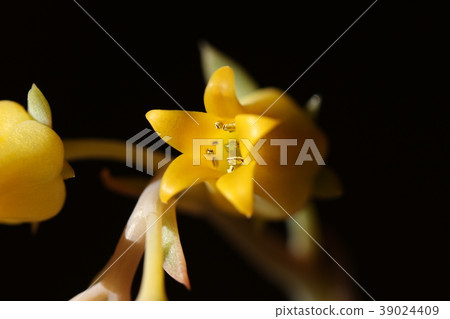 Prerinse flower 39024409