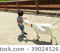 餵山羊 39024526