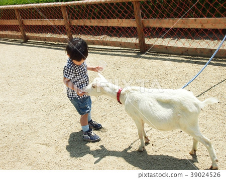 Feeding goats 39024526