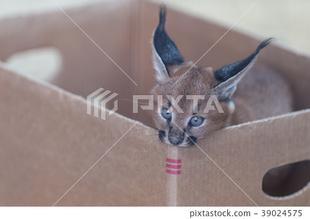 Caracal baby 39024575
