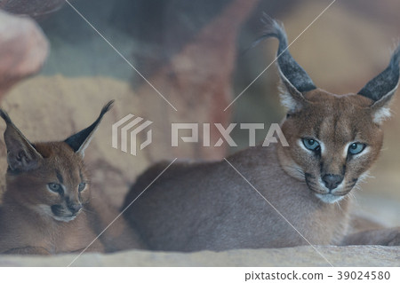 Caracal parent and child 39024580