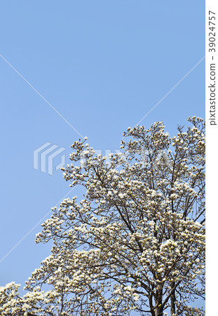 Haku Mokuren (Shiraki Ren) Haku Mokuren (Shiraki Ren) 39024757