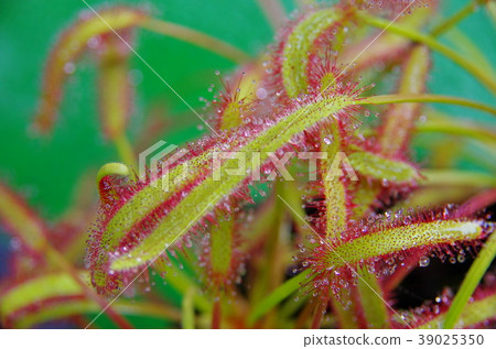 威爾士洋蔥 39025350