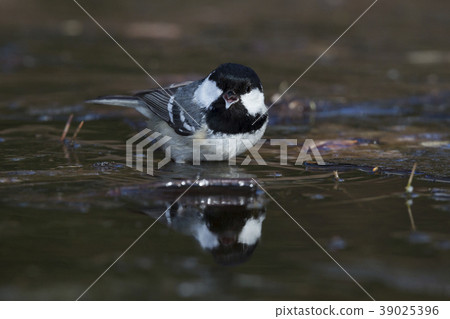 Coal Tit Periparus Ater Stock Photo 39025396 Pixta