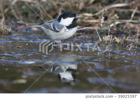 Coal tit (Periparus ater) 39025397