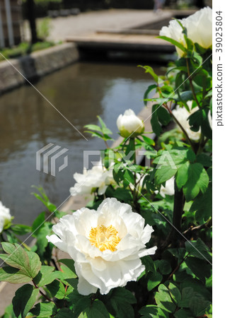 Peony (Koto ward peony garden) Peony (Koto ward peony garden) 39025804