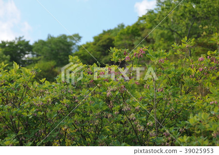 Plant of Kunimi Onsen Plant of Kunimi Onsen 39025953