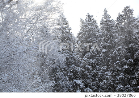 暴風雪森林 暴風雪森林 39027866