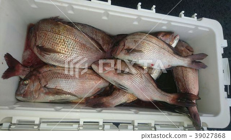 Big fishing cooler box (Makoto) Big fishing cooler box (Makoto) 39027868