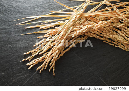 稻田 稻田 39027999