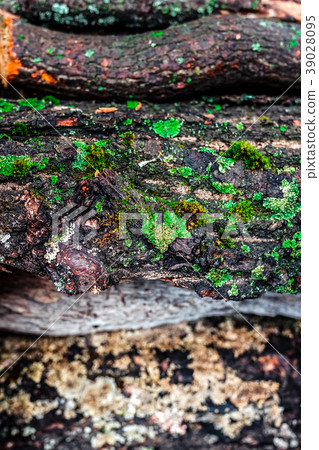 old pile with moss and firewood 39028095