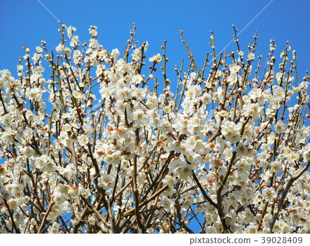 Plum blossoms white Kaga Plum blossoms white Kaga 39028409