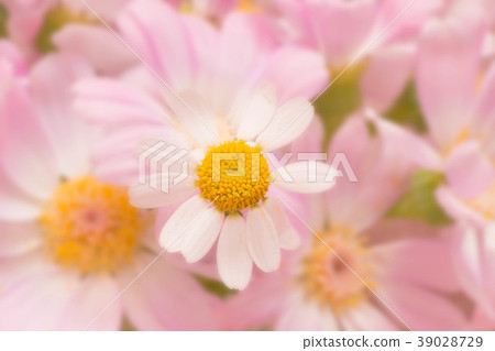 Matriarcharia Matriarcharia 39028729