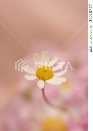 Matriarcharia 39028737