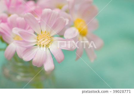 瓜葉菊 39028771
