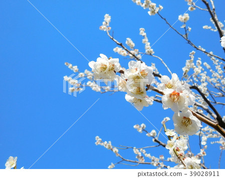 Plum blossoms white Kaga Plum blossoms white Kaga 39028911