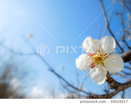 Plum blossoms white Kaga Plum blossoms white Kaga 39028917