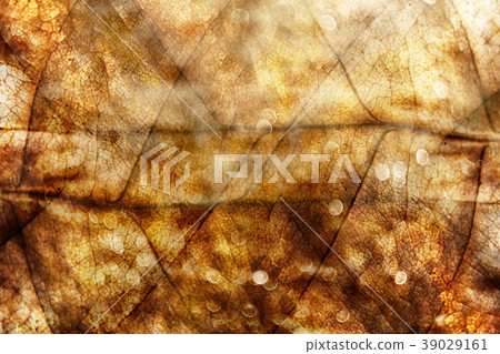 Golden Summer Abstract Background 39029161