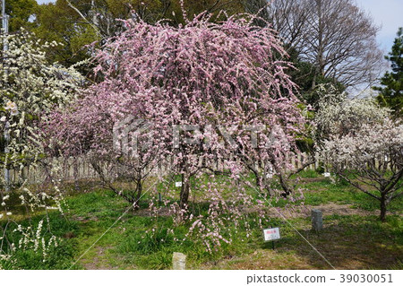 Hyogo Prefecture Takasago City Sone Tenmangu Plum 39030051