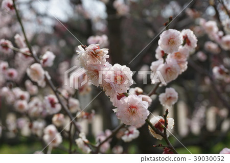 兵庫縣高砂市Sone Tenmangu Plum 兵庫縣高砂市Sone Tenmangu Plum 39030052