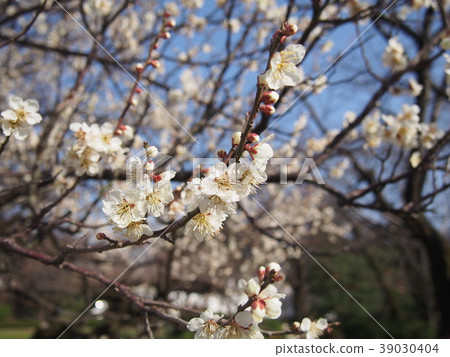 櫻花 櫻花 39030404