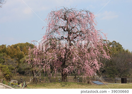 Weeping plum Weeping plum 39030660