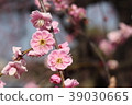 Shidare plum 39030665