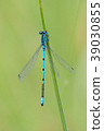 Azure Damselfly, Coenagrion puella 39030855
