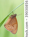 Meadow Brown, Maniola jurtina 39030856