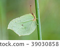 Brimstone, Gonepteryx rhamni 39030858