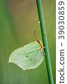 Brimstone, Gonepteryx rhamni 39030859