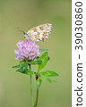 Marbled White, Melanargia galathea 39030860