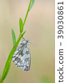Marbled White, Melanargia galathea 39030861